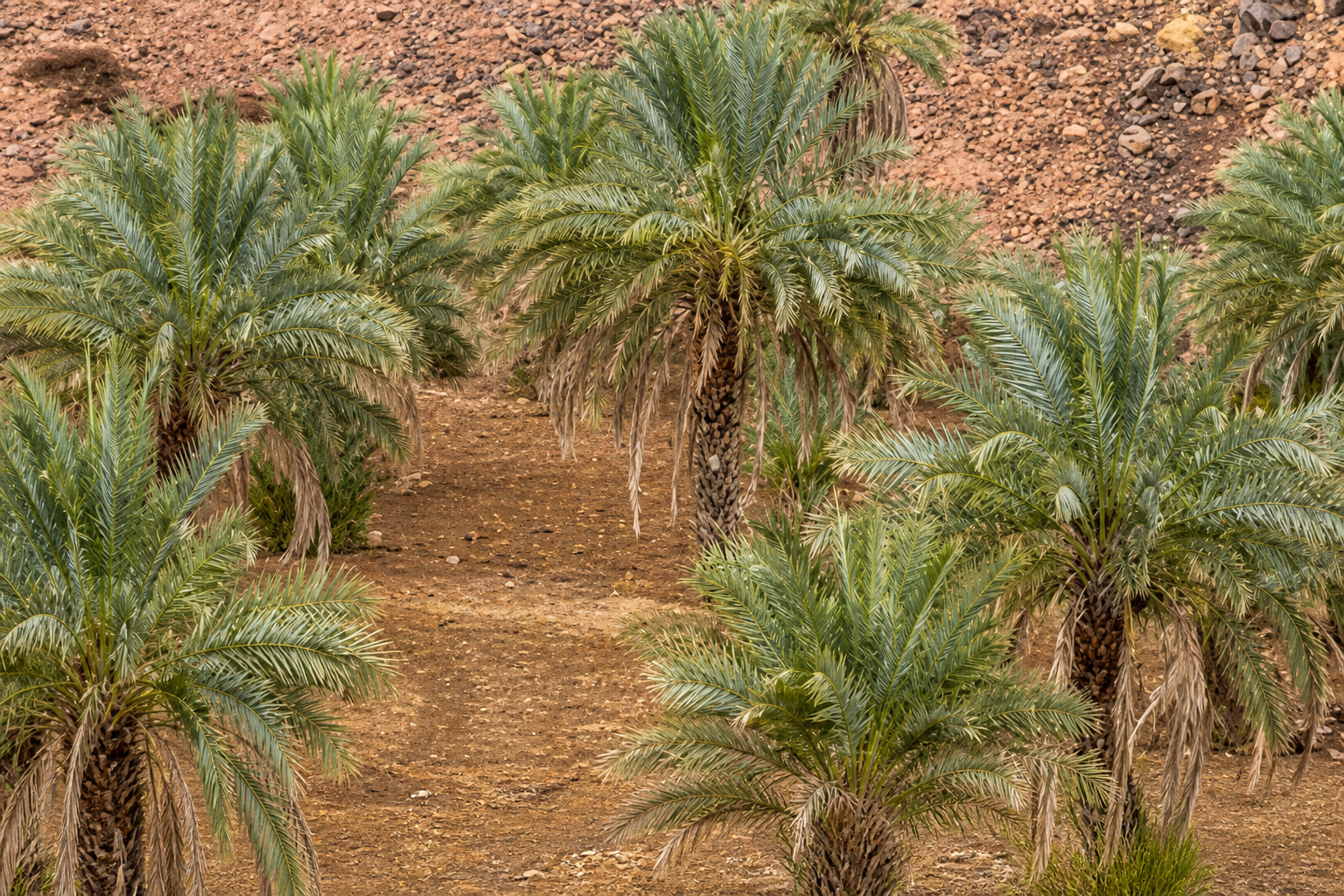 Kuaik dates top Wadi Al-Safra harvest in Madinah
