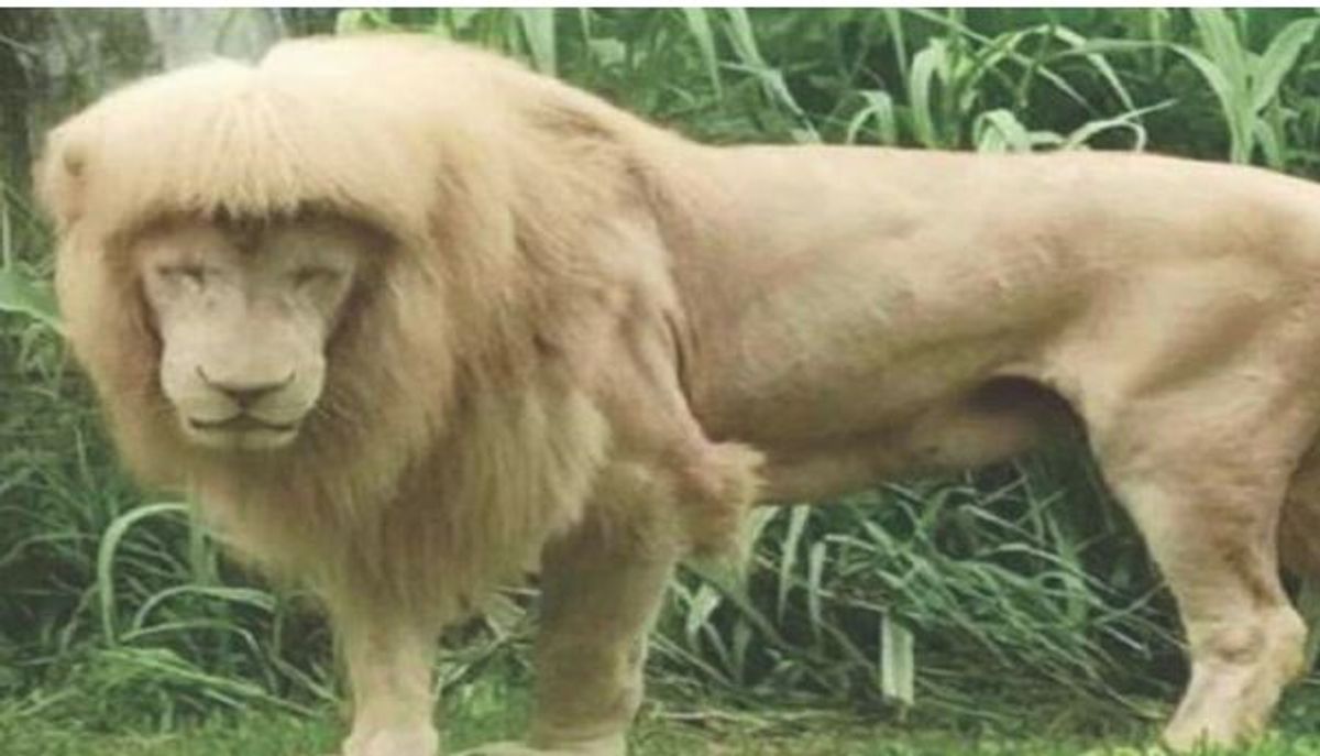 وفاة الأسد الصيني الشهير هان هان بعد 17 عاماً من الجدل حول تسريحته