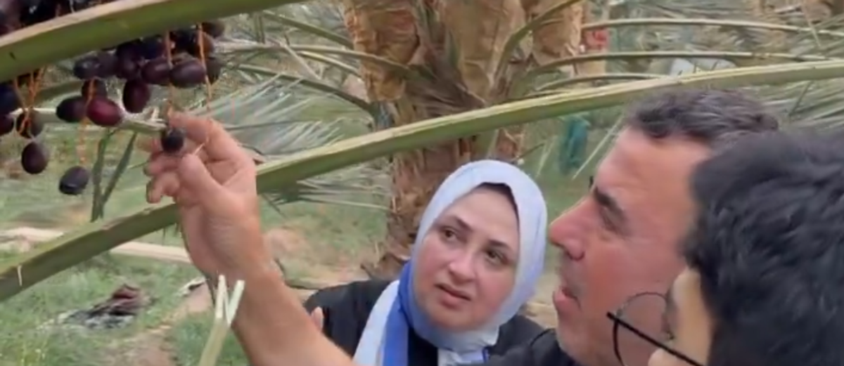 مزارع المدينة المنورة توفر تجربة قطف الرطب ضمن فعاليات موسم التمور