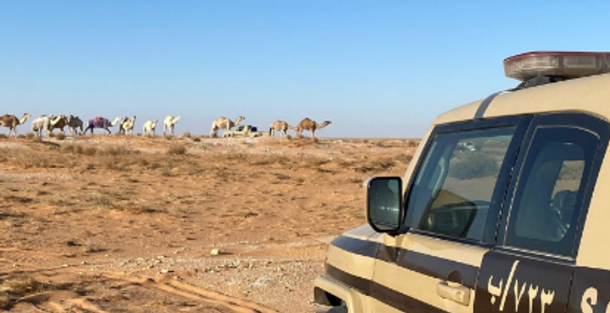 Pakistani resident detained for grazing 15 camels in restricted Imam Turki bin Abdullah Reserve