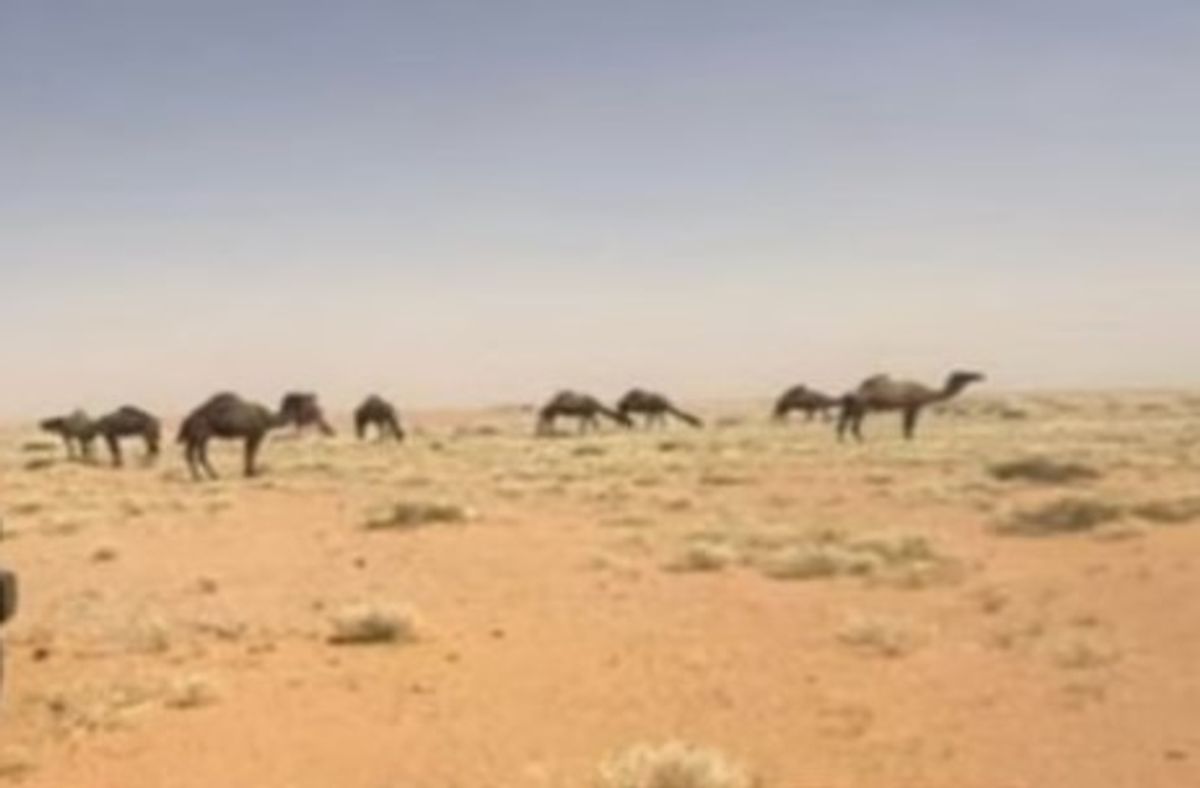 هيئة تطوير محمية الإمام عبدالعزيز بن محمد تتيح فرصًا تشغيلية في السياحة البيئية المستدامة