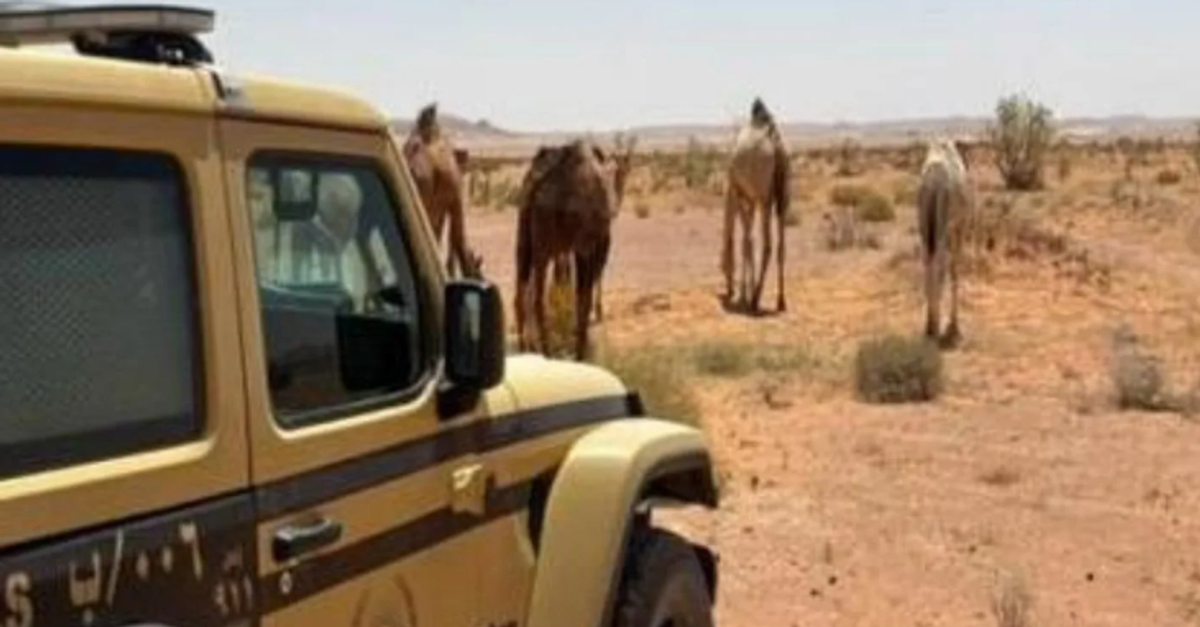 Saudi citizen fined for illegal camel grazing in King Abdulaziz Royal Reserve