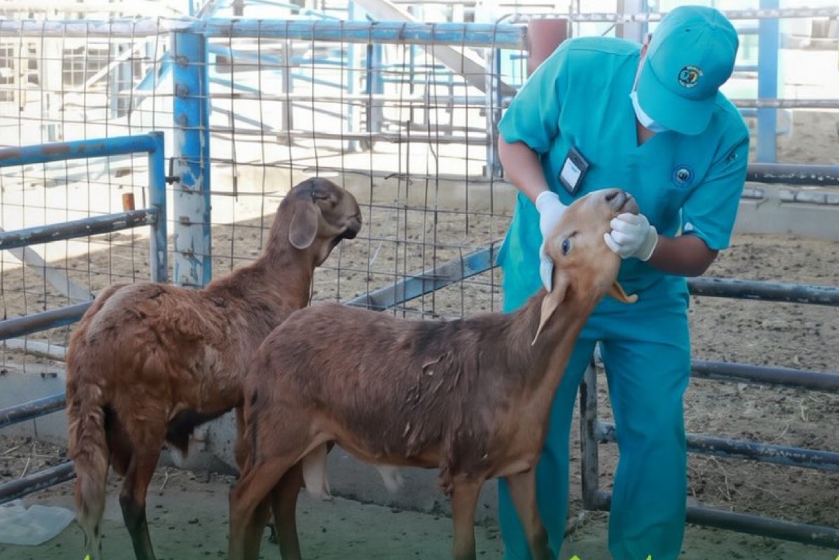 Quatre recommandations de Weqaa pour protéger les animaux des maladies abortives