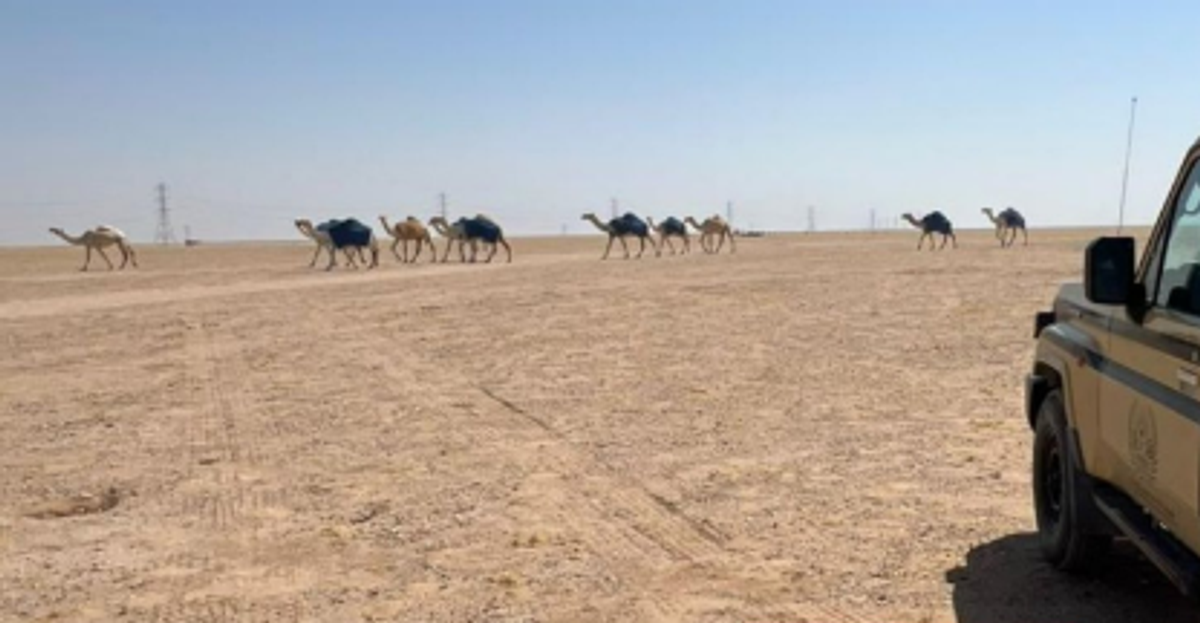 ضبط مواطن خالف نظام البيئة برعي الإبل في مواقع محظورة بمحمية الملك عبدالعزيز