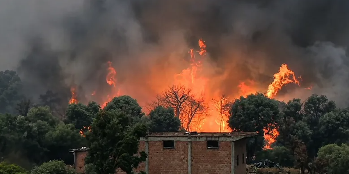 ارتفاع حصيلة ضحايا حرائق الغابات في الجزائر إلى 73 شخصًا