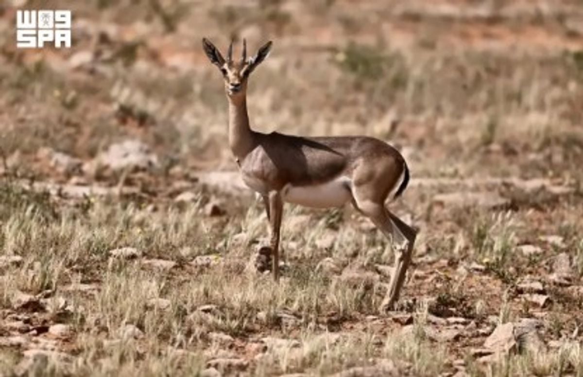Imam Turki bin Abdullah Royal Reserve records three new Arabian gazelle births in Al-Taysiyah