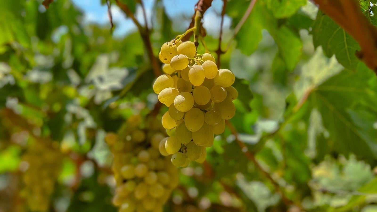Al-Baha grape harvest reaches 951 tons, boosting agriculture sector
