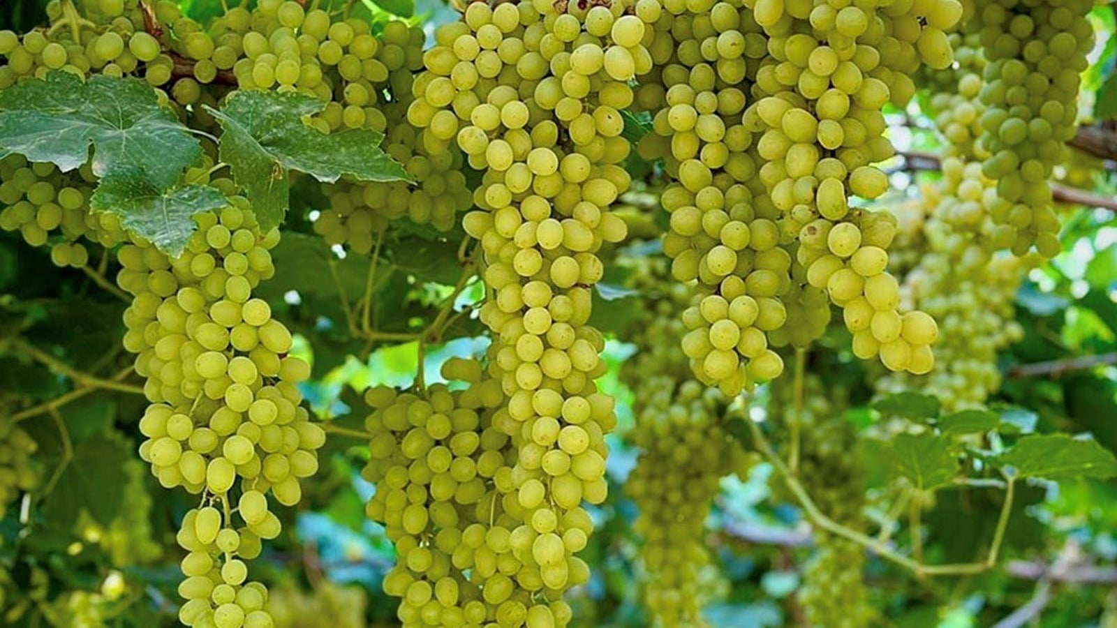 L’Arabie saoudite renforce son autosuffisance en fruits avec Vision 2030