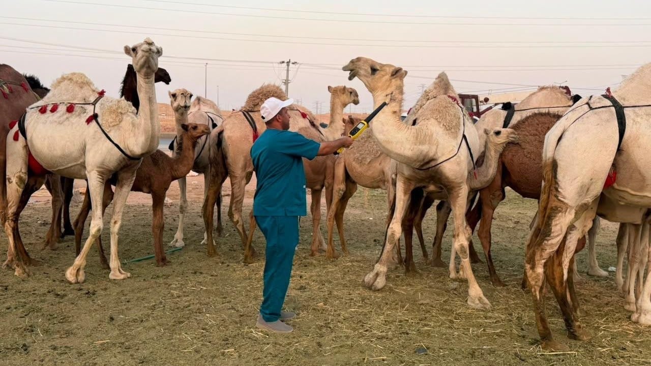 Riyadh authorities intensify crackdown on unlicensed camel milk sales