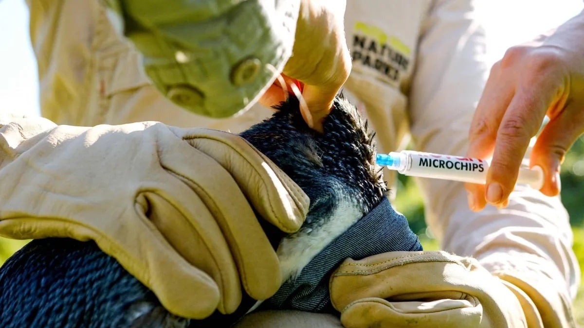 Australia reports first case of H5N1 bird flu in native mammal