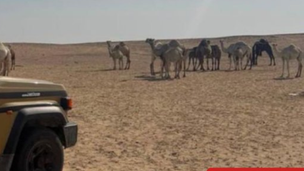 Warga Ditangkap karena Melanggar Larangan Merumput di Cagar Alam Raja Abdulaziz