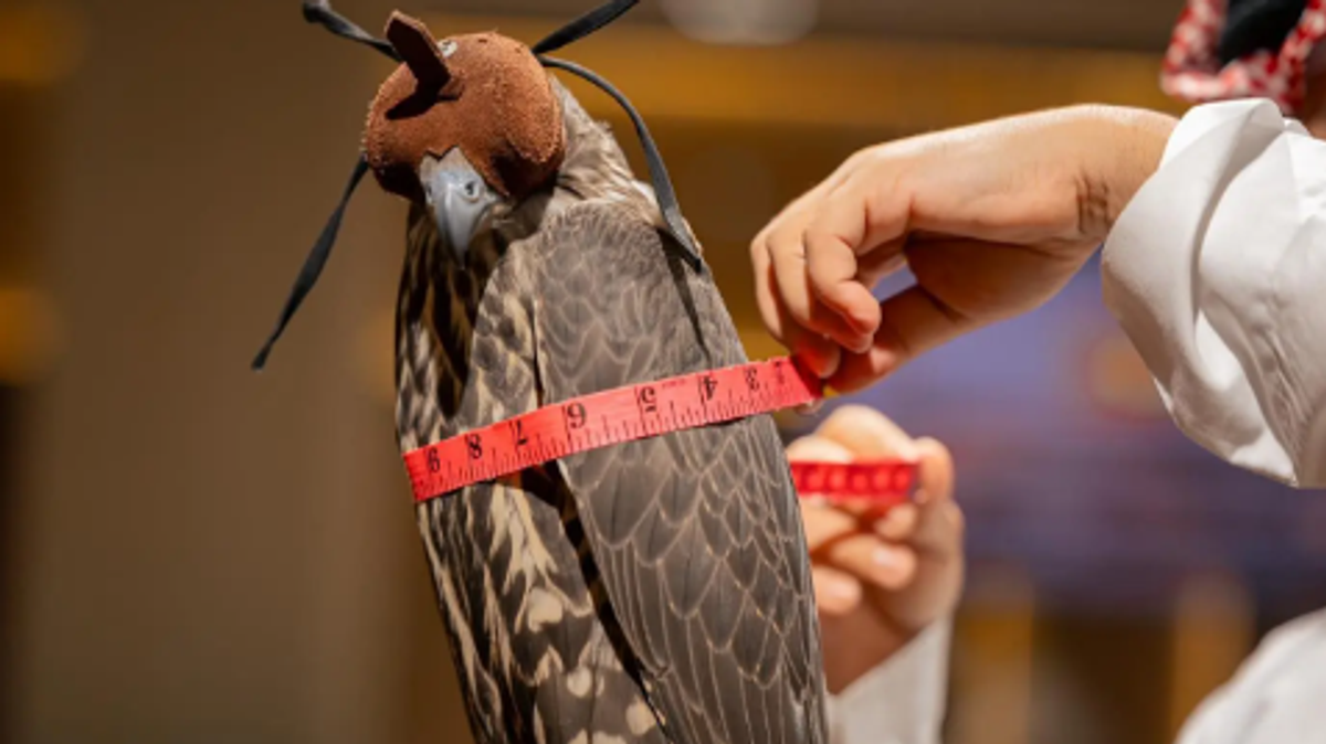 Global falcon breeding farms gather at international auction near Riyadh