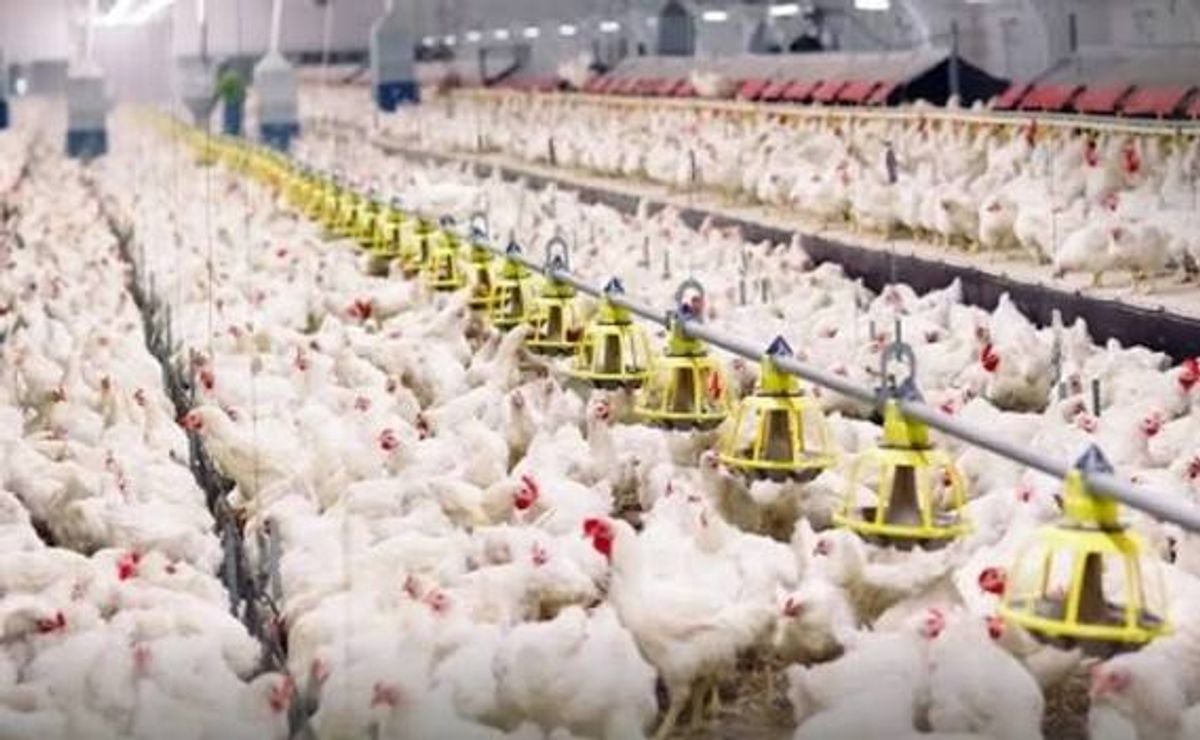 Suudi Arabistan'da tavukta yerli üretim oranı yüzde 84'e çıktı