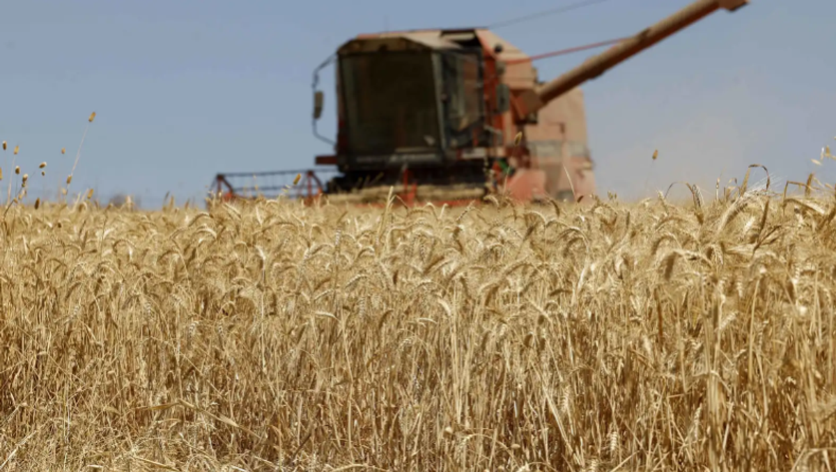 Wheat prices rise in Europe amid Black Sea tensions