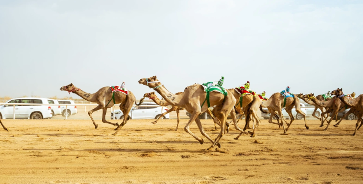 Arranca la Copa de la Federación Saudí de Camellos en Taif