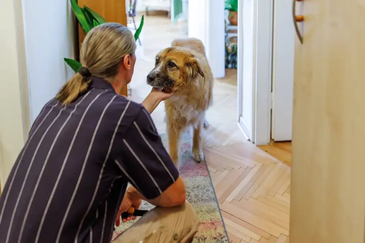 Study finds dogs closely monitor owners’ eye blinks