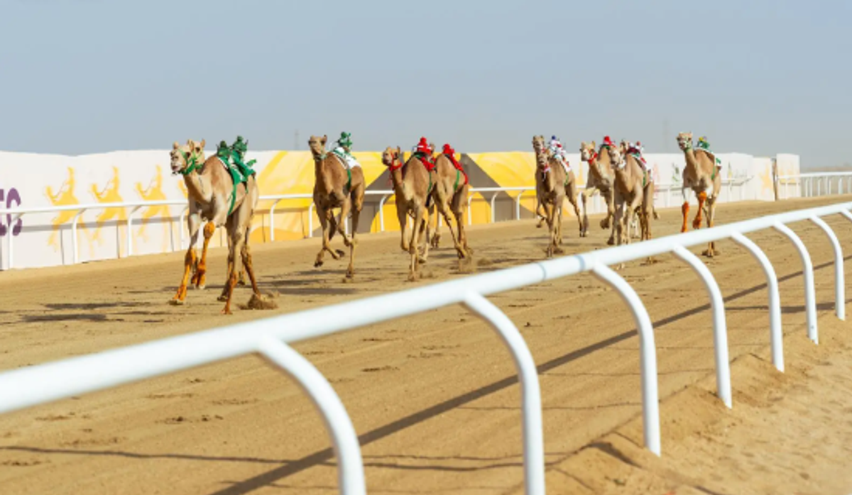 Six cups decided in 'Laqaya' category at Crown Prince Camel Festival