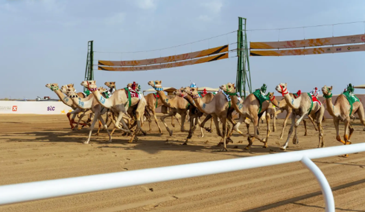 الهجن في مهرجان ولي العهد تتجاوز مسافة 14 ألف كيلومتر منذ انطلاق نسخته الأولى