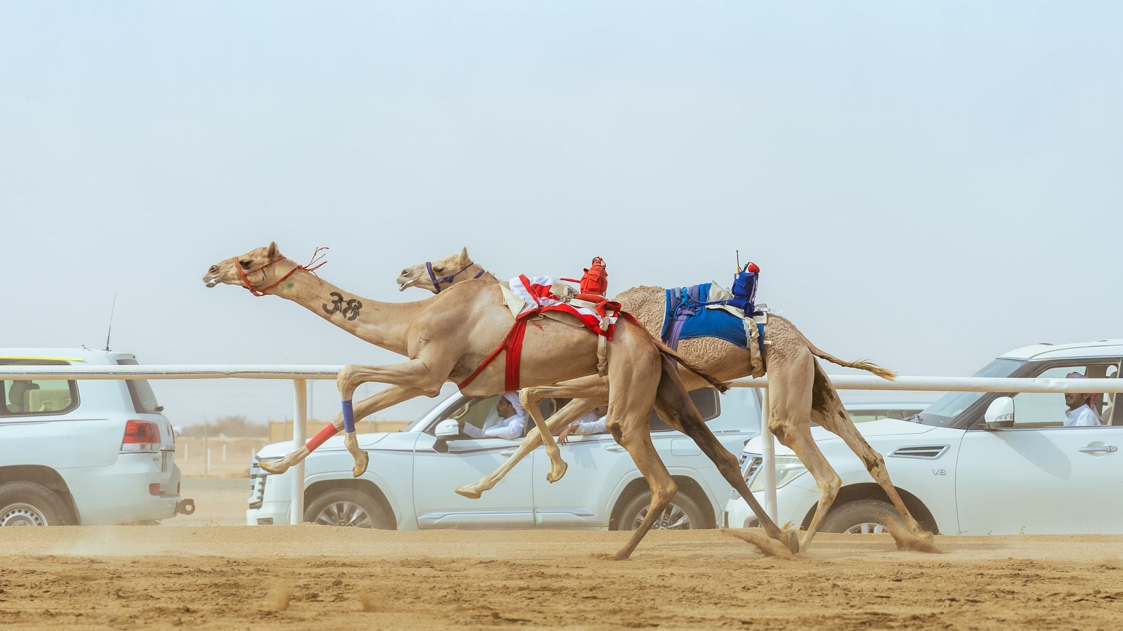 Saudi camel Mutaba claims fastest time at Crown Prince Camel Festival opener in Taif
