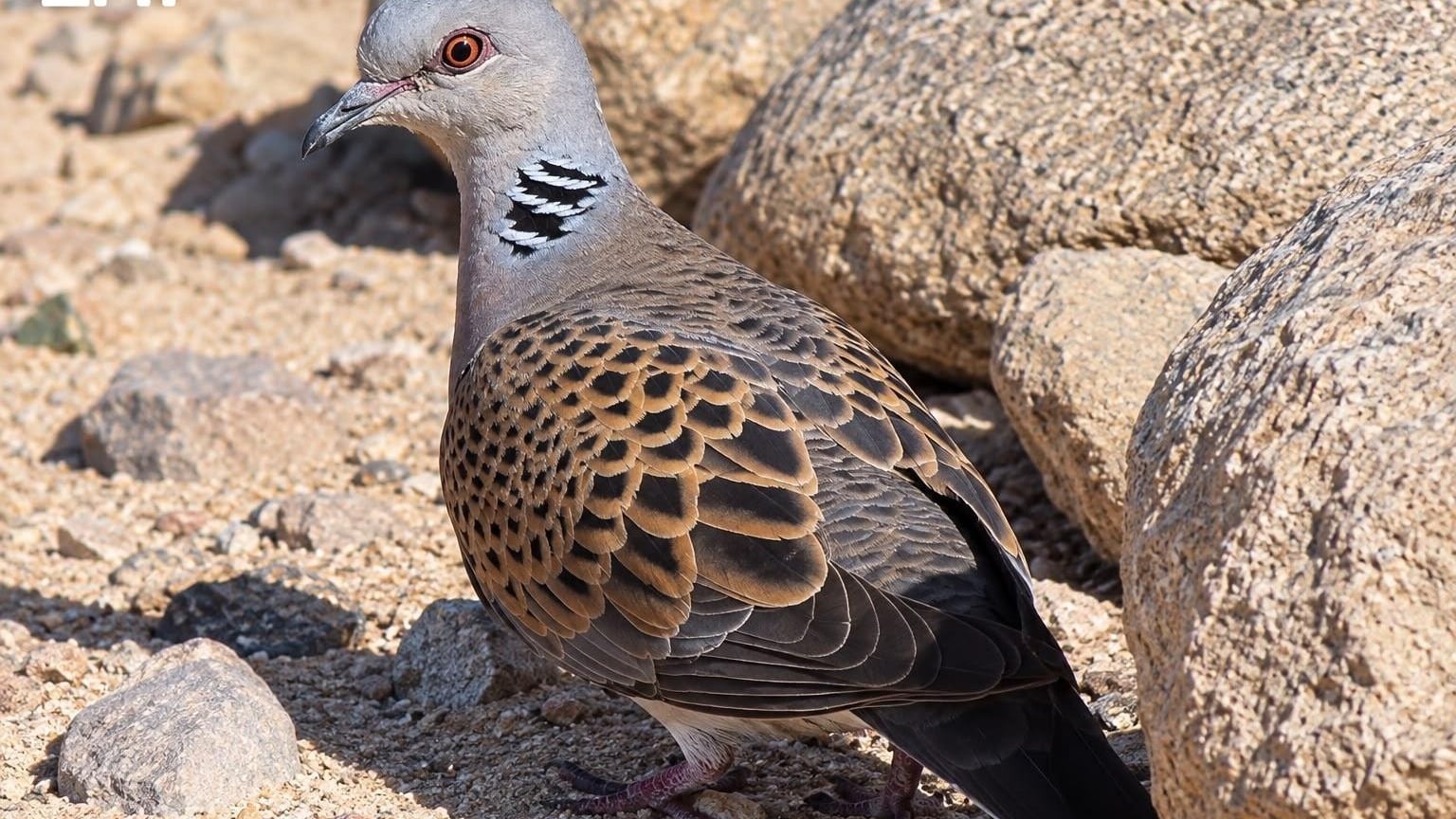 Eurasian turtle dove spotted in Turaif highlights region’s role as key migration stop