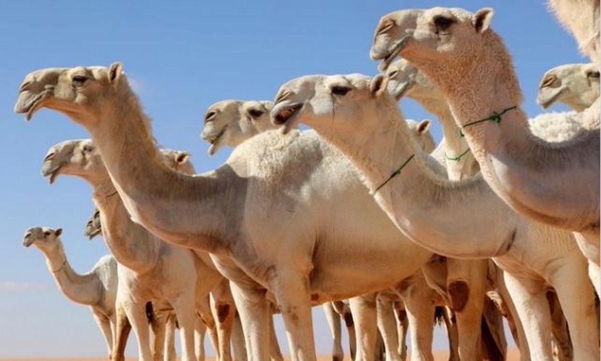 Arabia Saudí publica nuevas regulaciones para el comercio de camellos