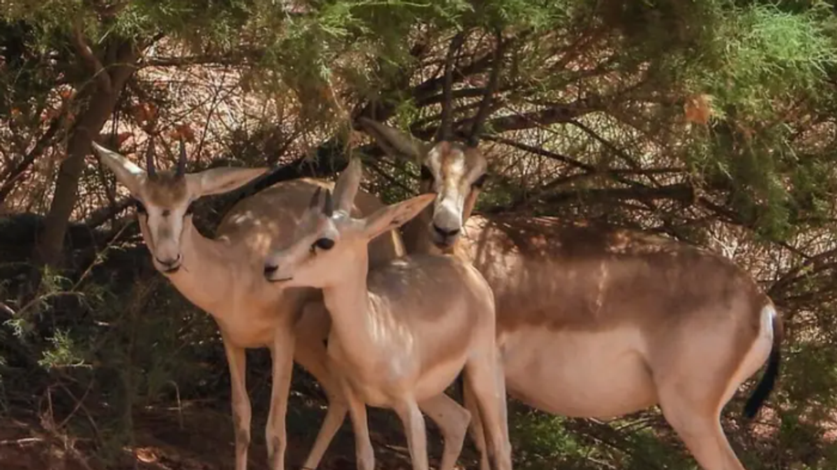 King Salman Royal Reserve leads efforts to restore wildlife