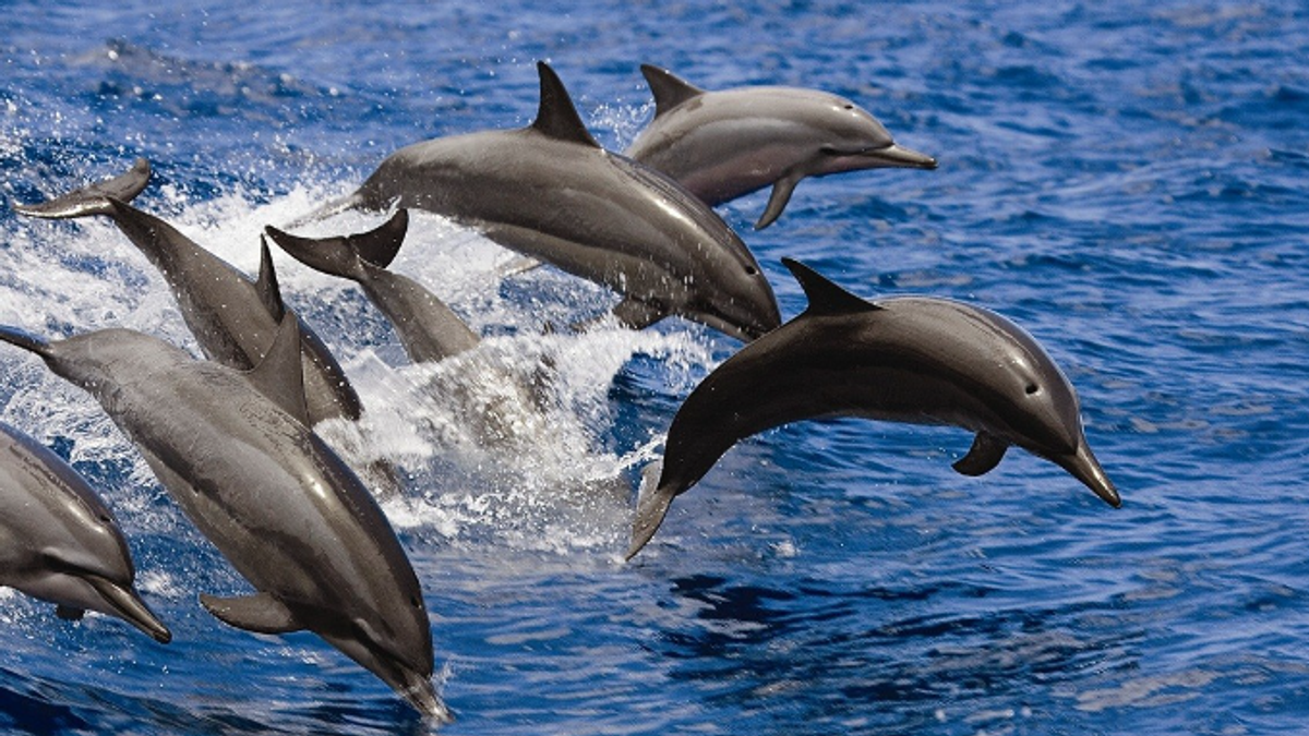 Red Sea dolphins boost sustainable tourism appeal