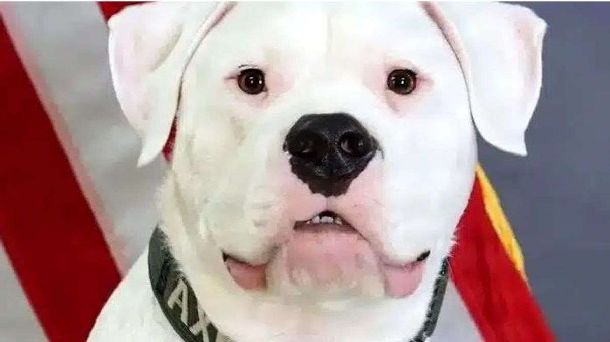 Deaf dog with exceptional skills joins US National Guard as sergeant