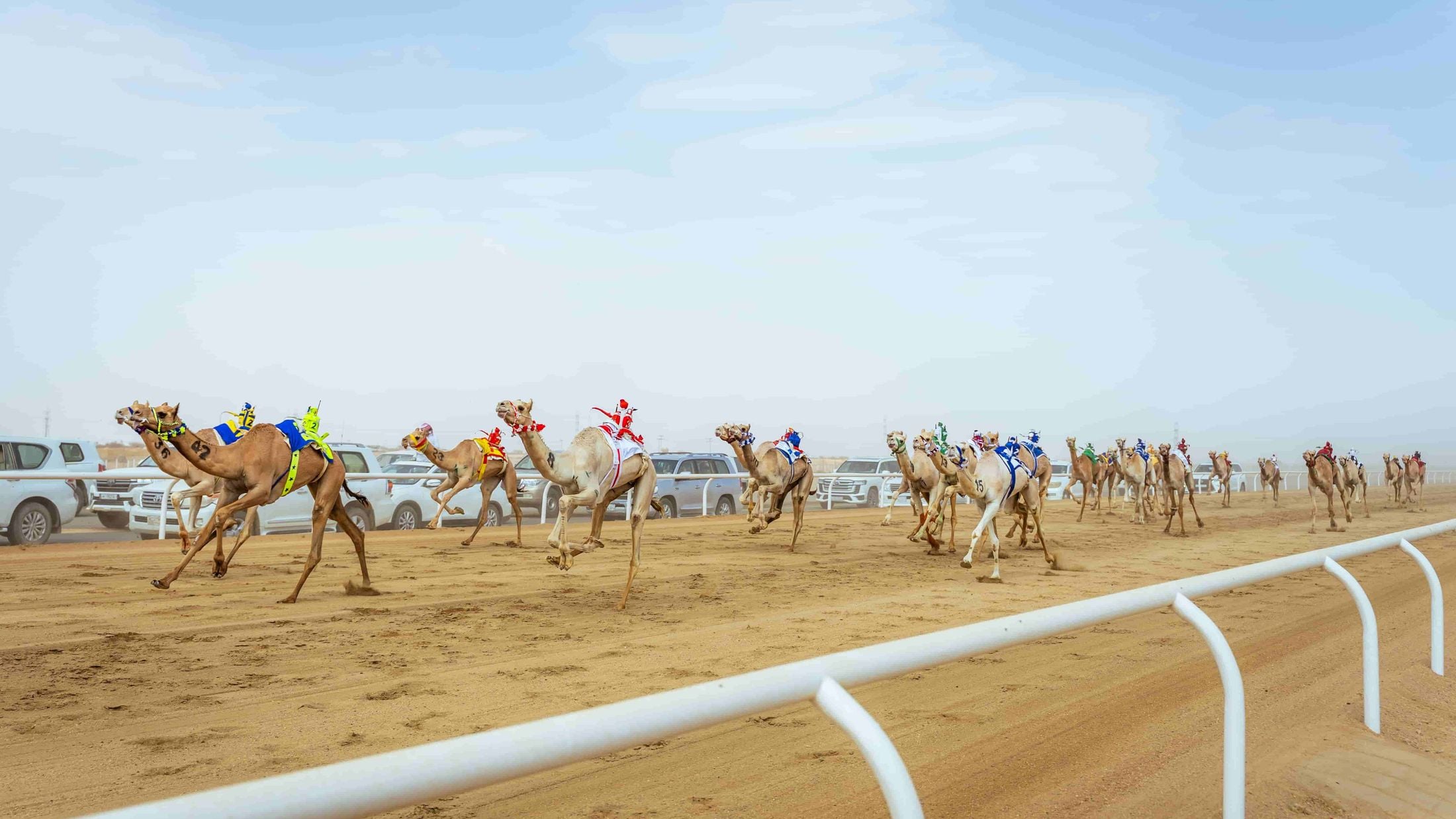 Record participation in Saudi-bred races at 2026 Crown Prince Camel Festival