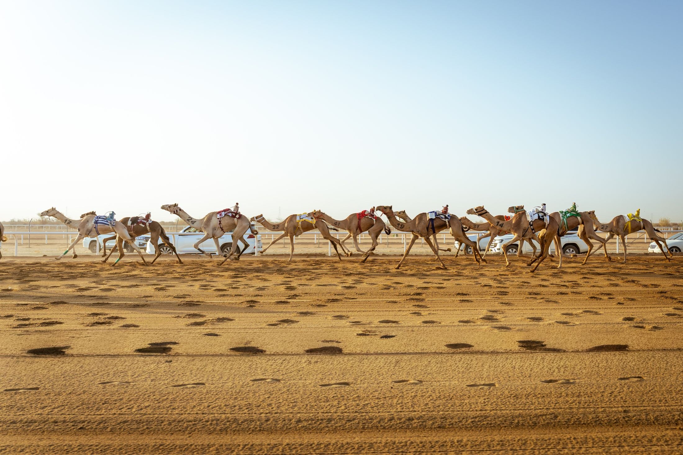 Camels in Crown Prince Camel Festival finals valued at up to SAR 492 million