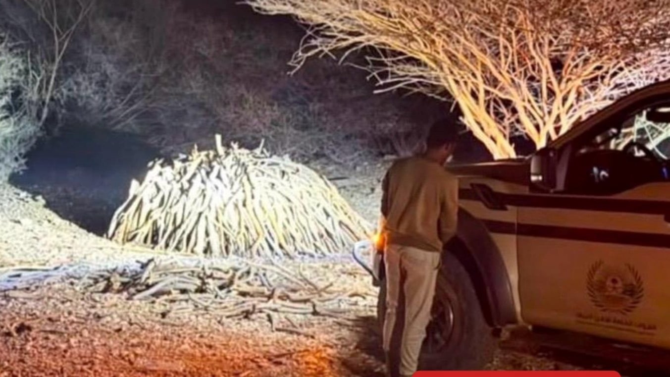 Warga Yaman Ditangkap karena Simpan Kayu Lokal di Kawasan Konservasi