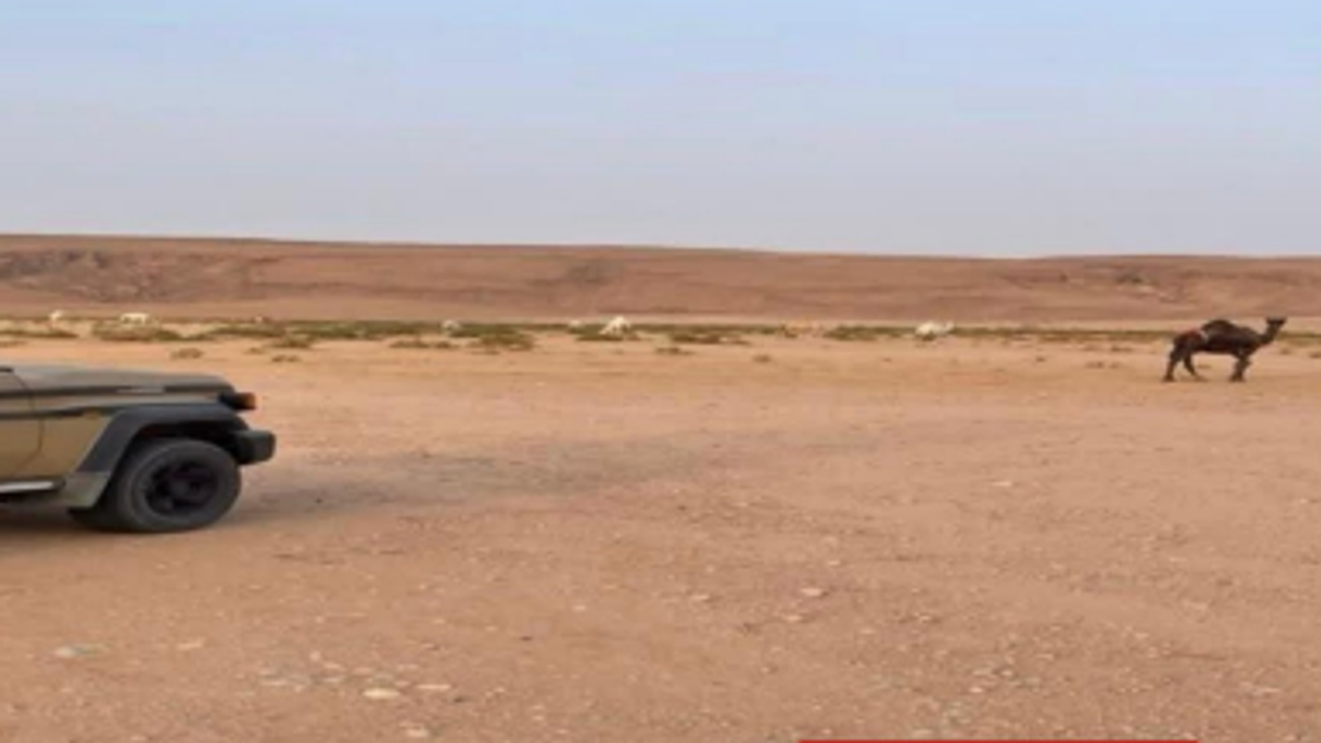 ضبط مواطن رعى 20 من الإبل في منطقة محظورة بمحمية الملك عبدالعزيز