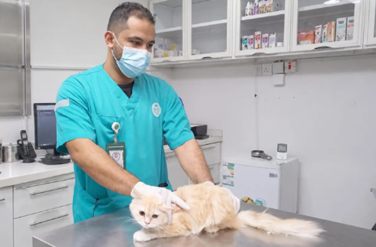 مركز وقاء بمنطقة جازان يطلق حملة لتحصين الحيوانات الأليفة ضد السعار