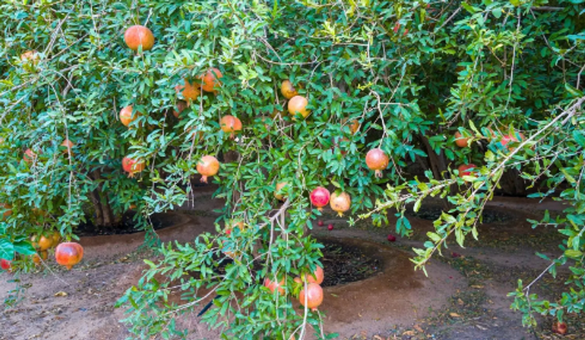 Pomegranate production in Qassim exceeds 12,000 tons