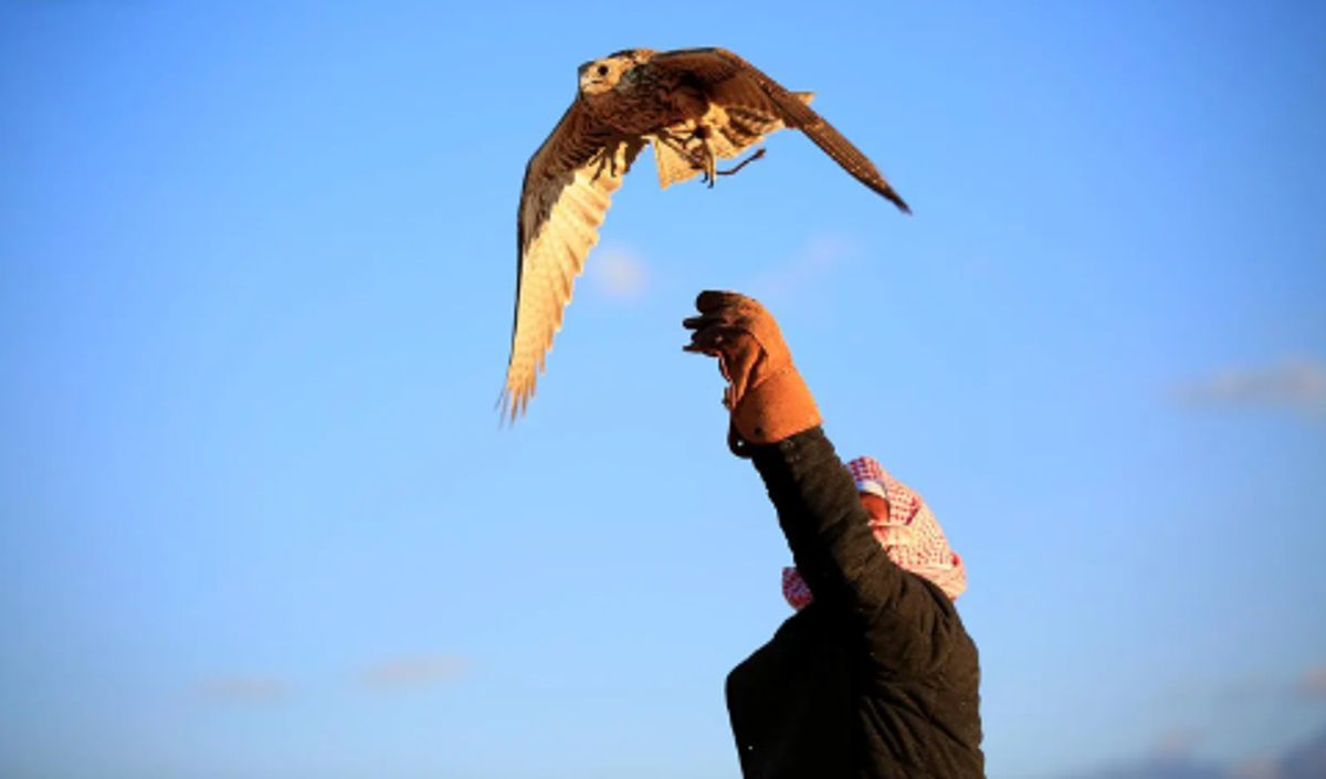 Al-Malwaah: Traditional tool key to falcon training in Northern Borders deserts