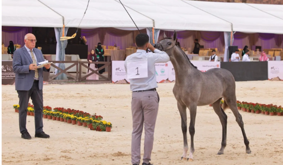 Hail International Arabian Horse Beauty Championship opens with over 280 horses