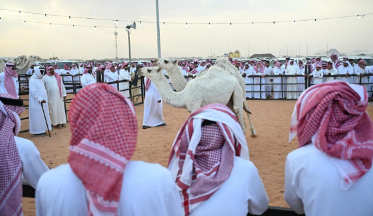 مزاد حائل للإبل يشهد حضورًا لافتًا وتفاعلًا من الزوار