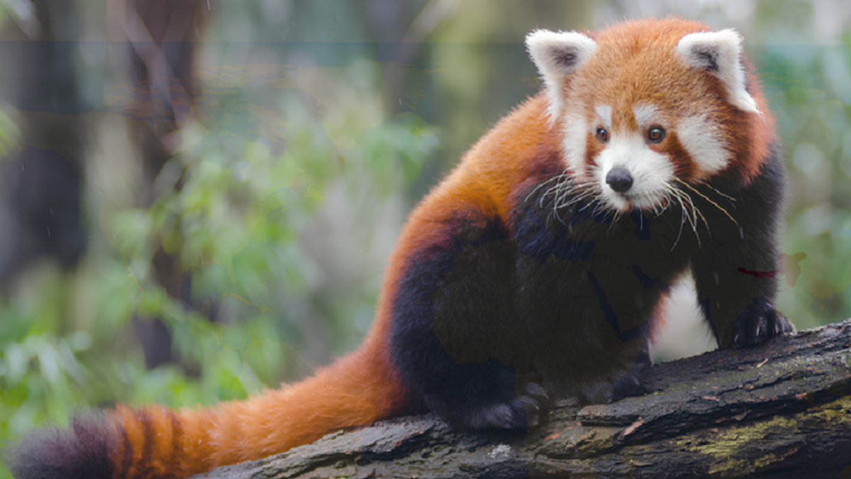 Americans invited to vote on name for newborn red panda