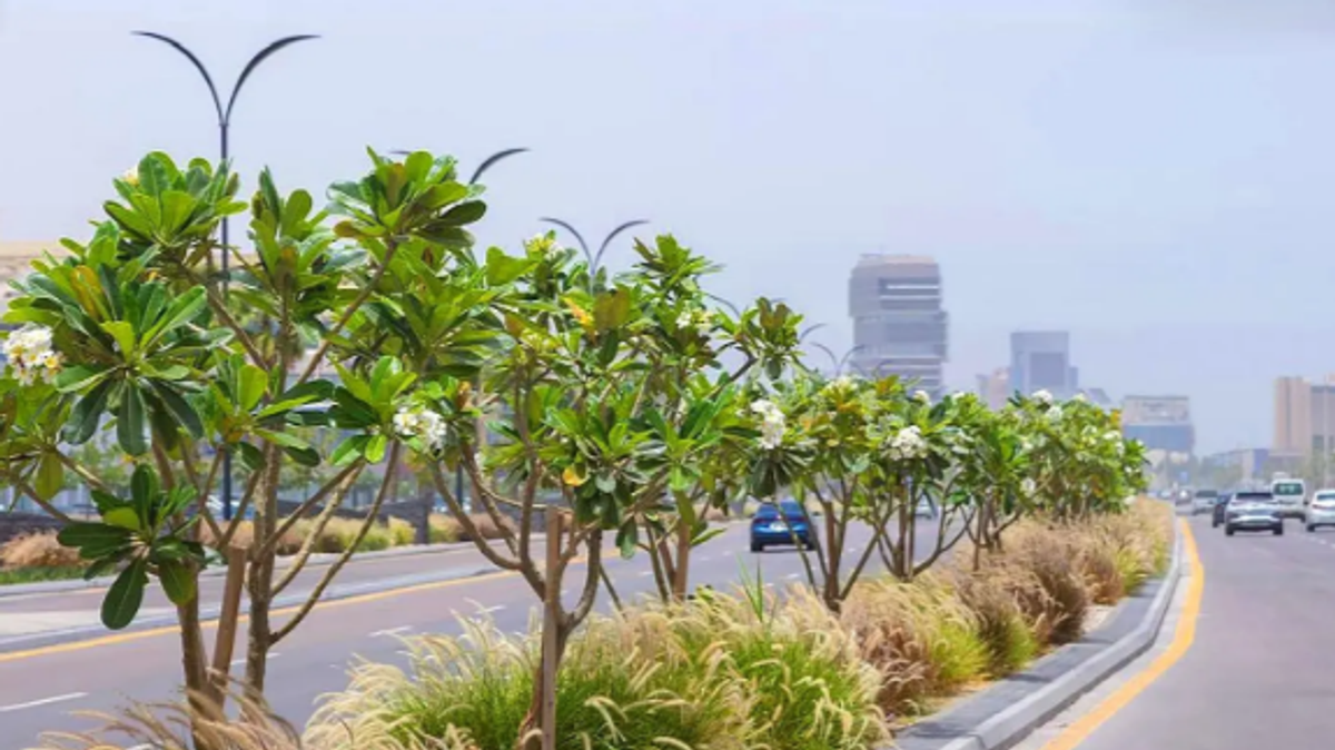 Eastern Province launches tree planting season with 20,000 trees in Khobar