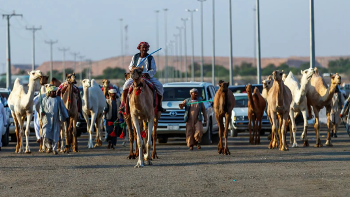 ضاحية عنيزة لمزادات الإبل تستقطب أكثر من 25 ألف زائر