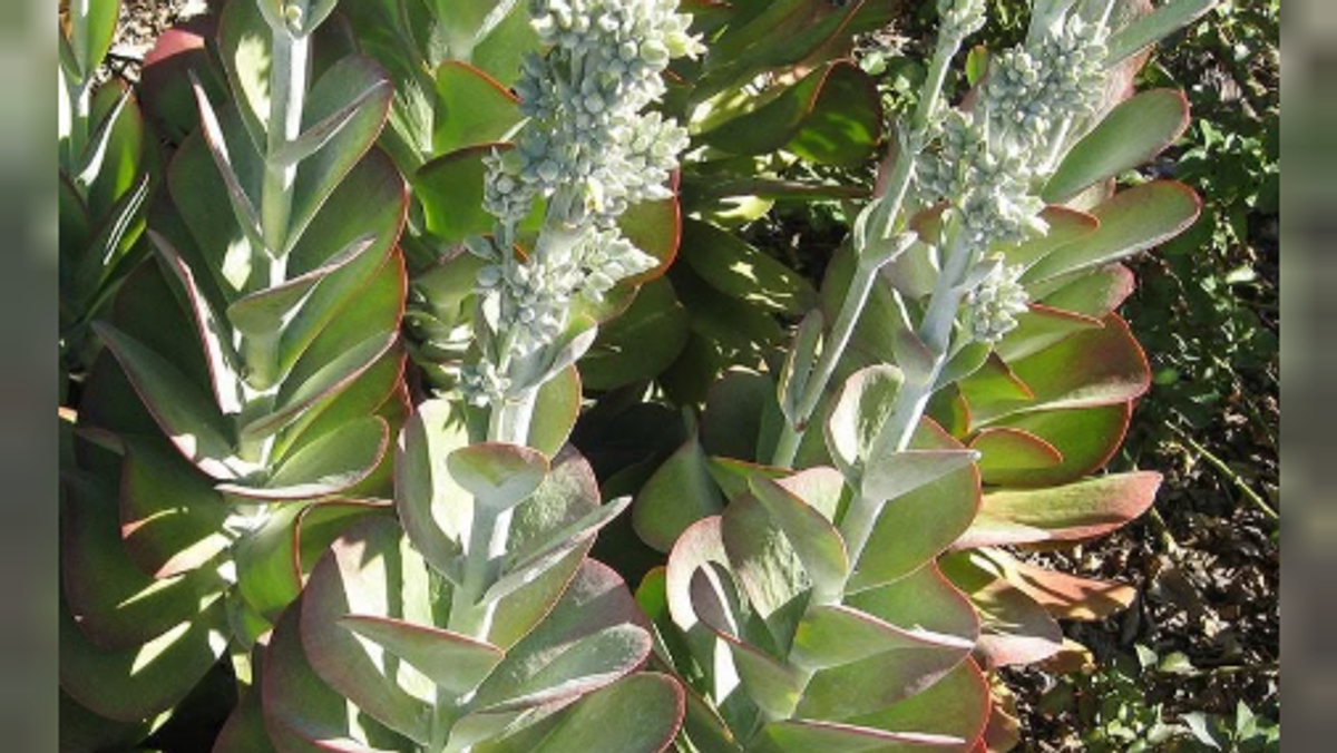 Researcher lists houseplants that purify air of carcinogens