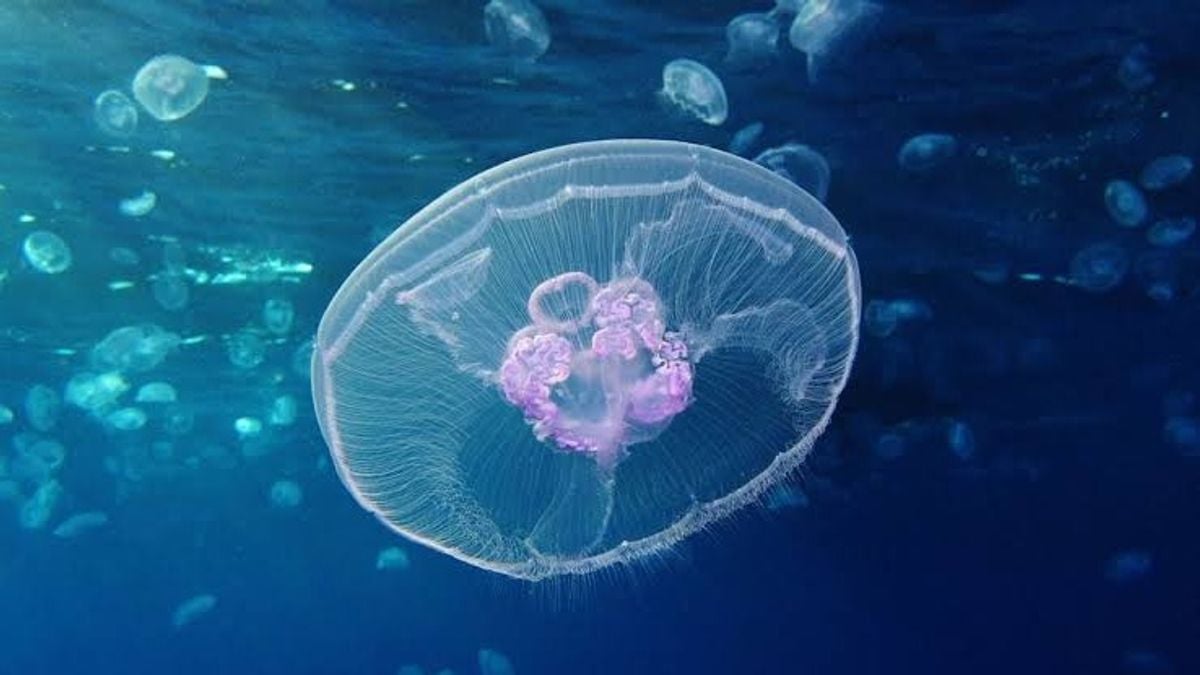 Flexible underwater robot inspired by feather starfish unveiled