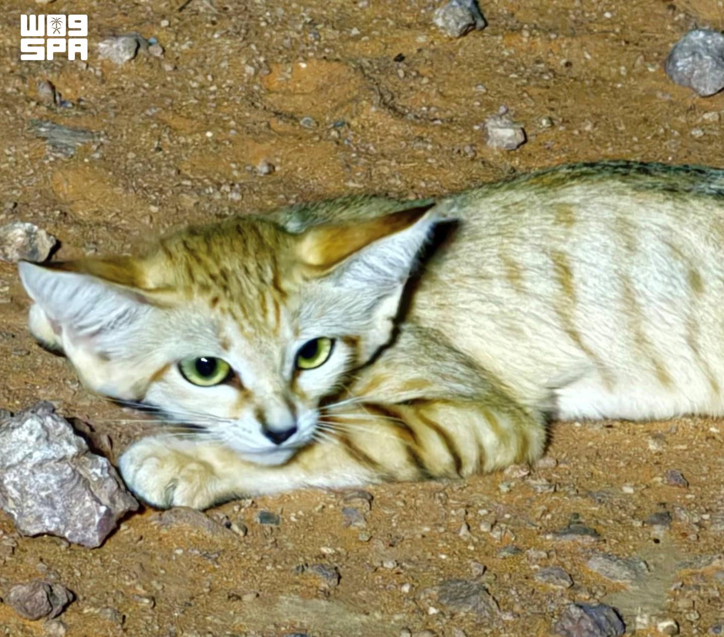 Sand cat sightings continue in Imam Turki bin Abdullah Royal Reserve