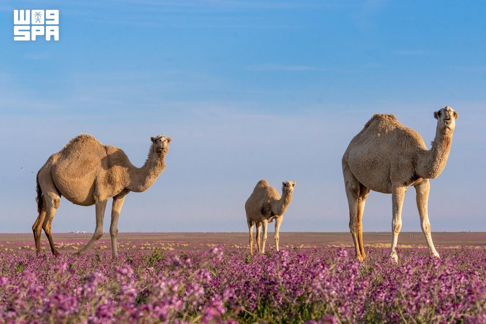 Photographers capture Northern Borders heritage on World Photography Day