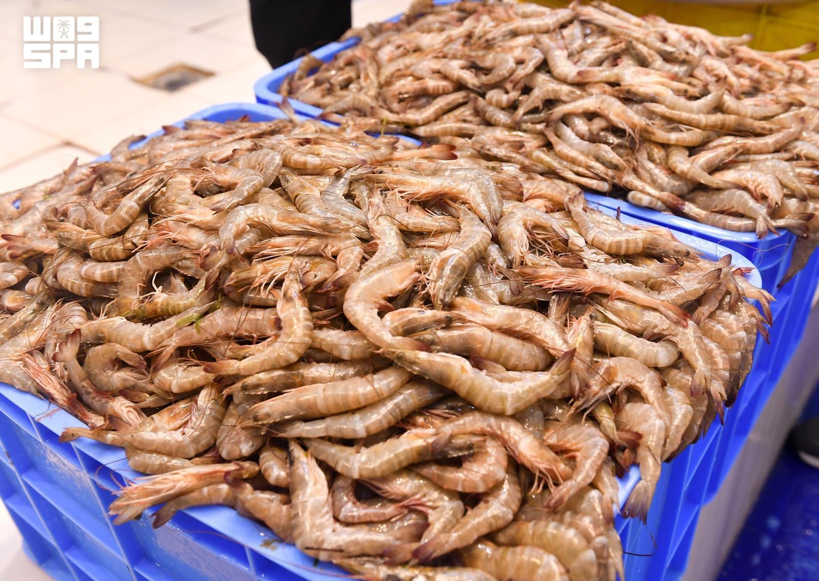 Qatif fish markets see surge as 2026 shrimp season begins