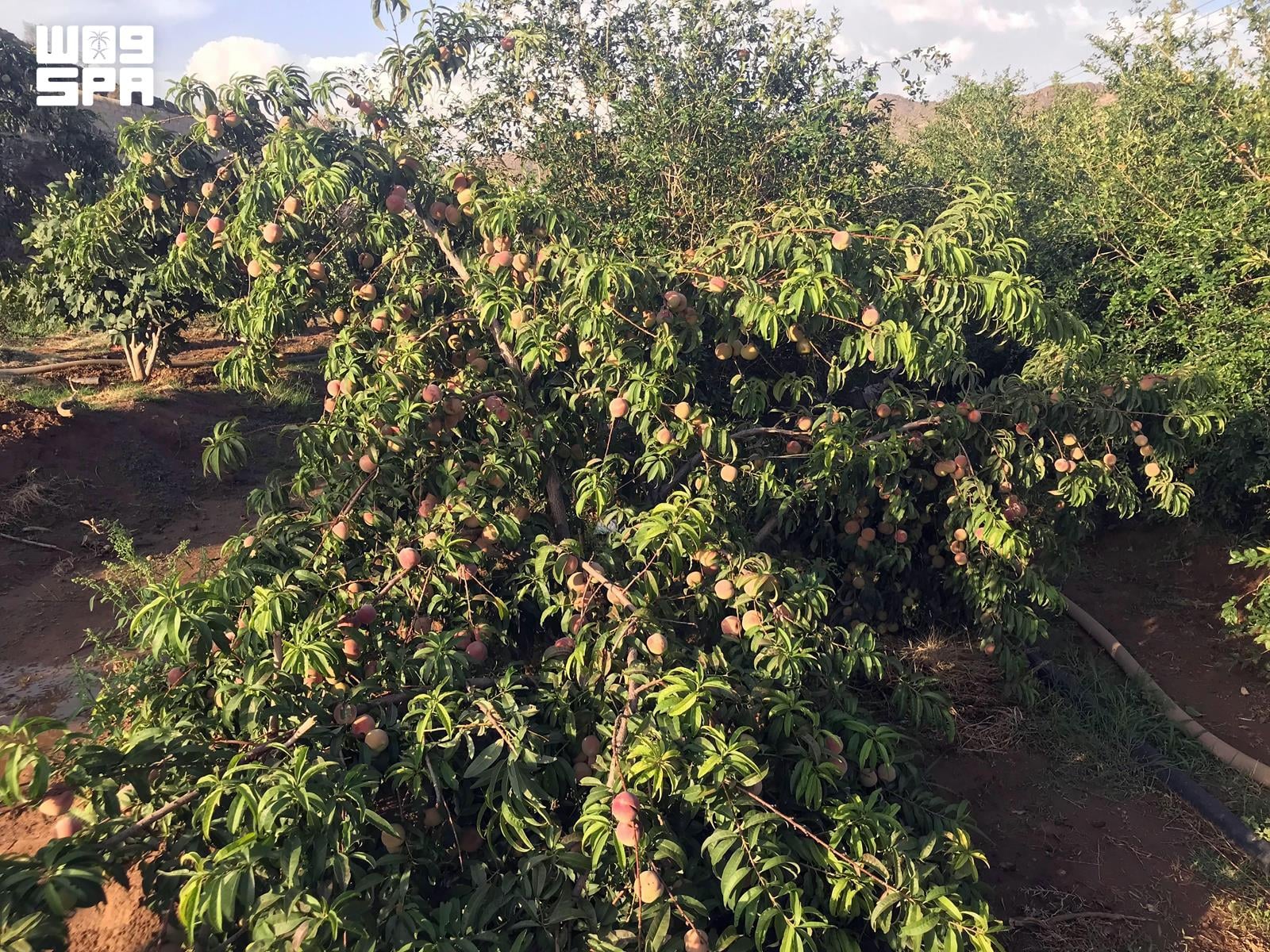 Saudi Arabia enters Kulaybin season: 13 days of peak heat and date harvest