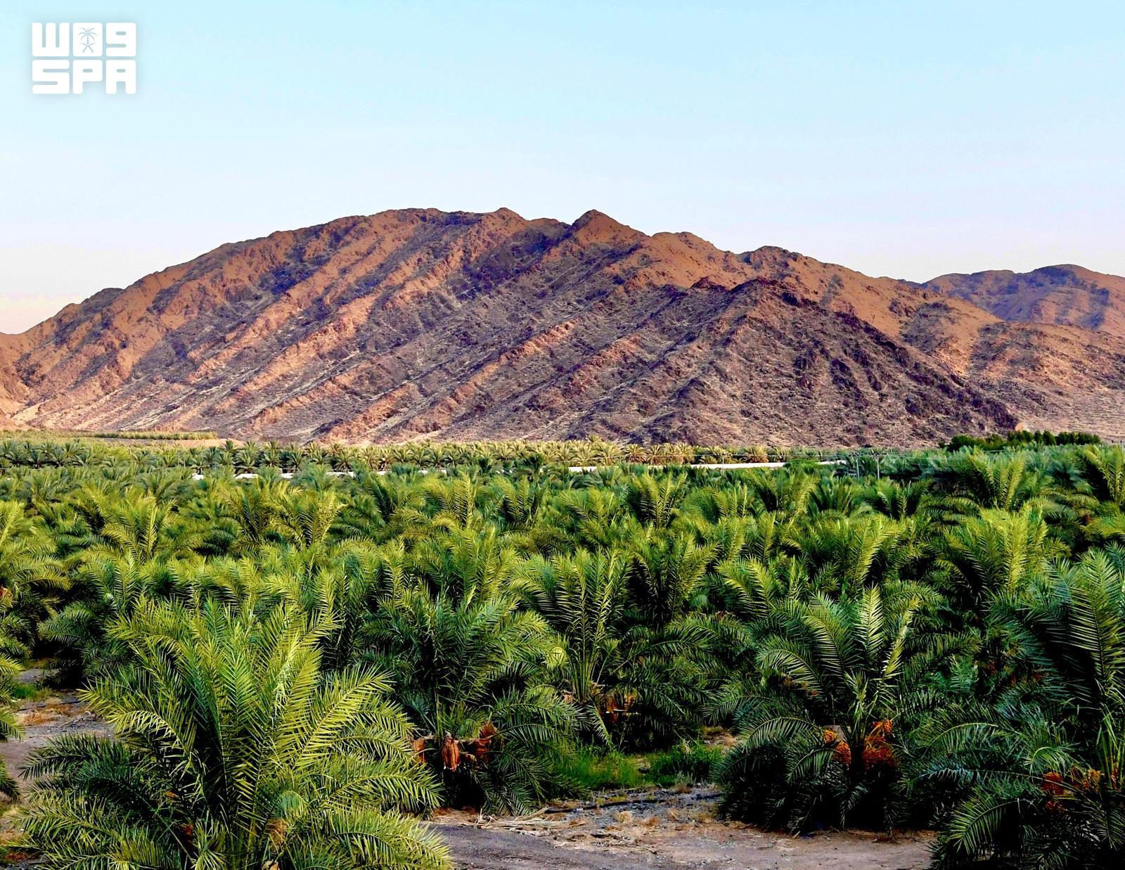 Record growth for Madinah’s agriculture sector driven by date exports