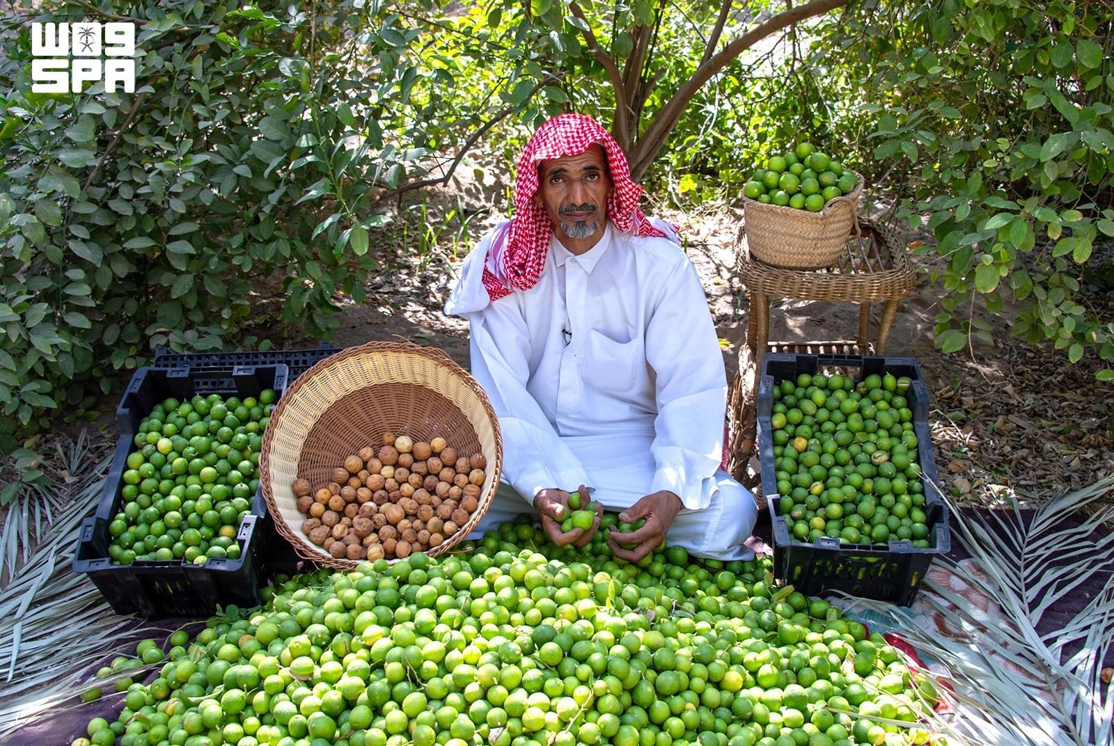 Le loumi d'Al-Hassa renforce sa présence sur les marchés locaux et du Golfe