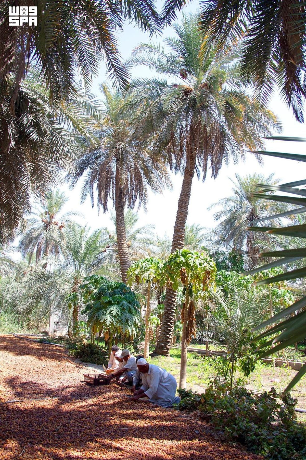 Al-Ahsa farmers celebrate start of date harvest season and its economic, social impact