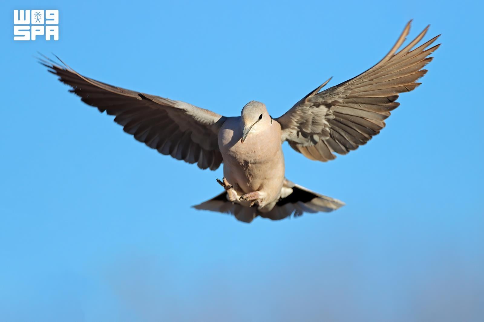 Saudi Arabia launches 2026-2027 sustainable hunting season with new regulations